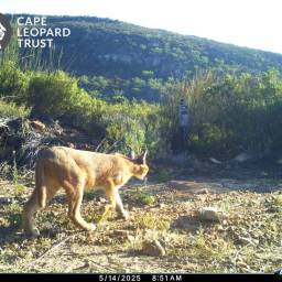 Caracal